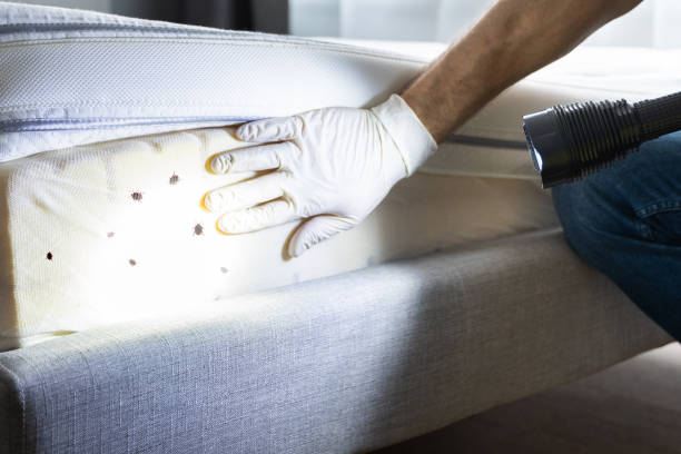 Best Wasp Removal Services  in Dequincy, LA