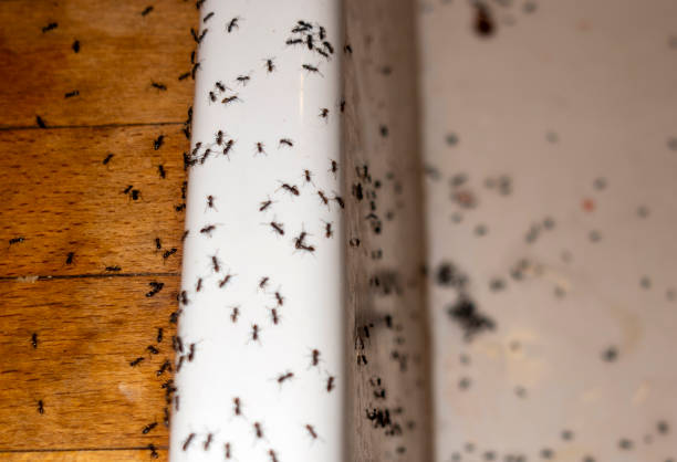 Best Emergency Pest Control  in Dequincy, LA