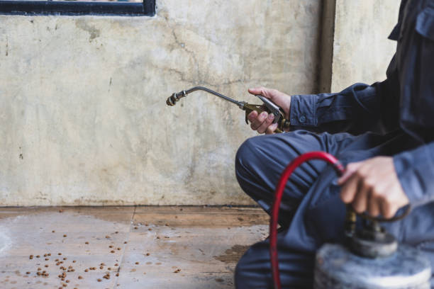 Best Flea Control Services  in Dequincy, LA