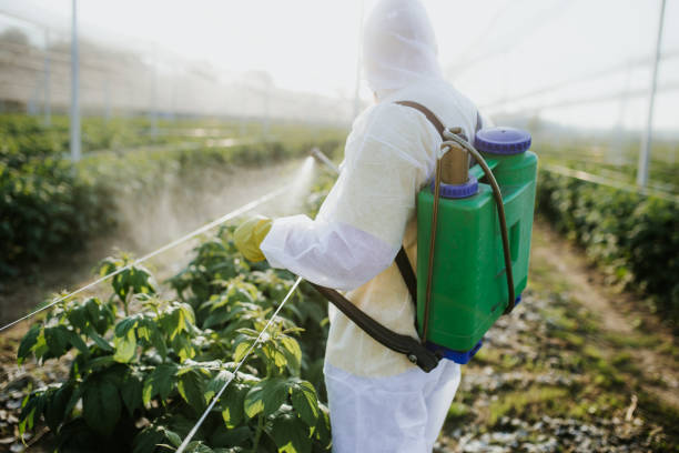 Best Termite Control Services  in Dequincy, LA